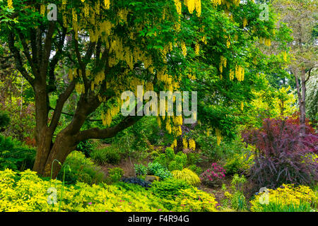 British Columbia, Canada, Vancouver VanDusen, jardin botanique, jardin, botanique, l'été, l'arbre Banque D'Images