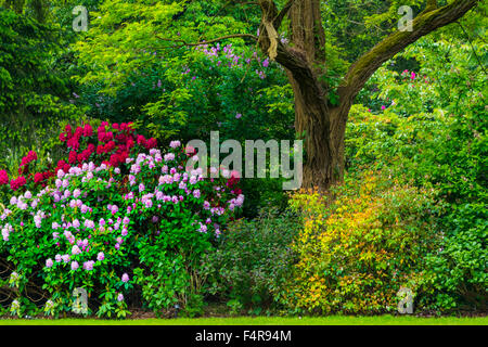 British Columbia, Canada, Vancouver VanDusen, jardin botanique, jardin, botanique, l'été, l'arbre Banque D'Images