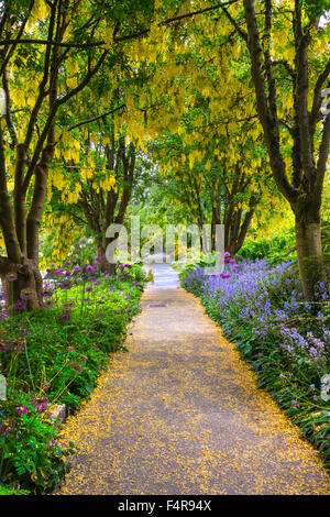 British Columbia, Canada, Vancouver VanDusen, jardin botanique, jardin, botanique, l'été, façon Banque D'Images