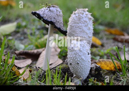 Des champignons vénéneux du jardin de mes voisins Banque D'Images