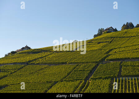 Lavaux, Patrimoine mondial, le patrimoine culturel, l'UNESCO, Lavaux, l'été, vin, montagnes, la culture du vin, des vignes, de l'agriculture, la Banque D'Images