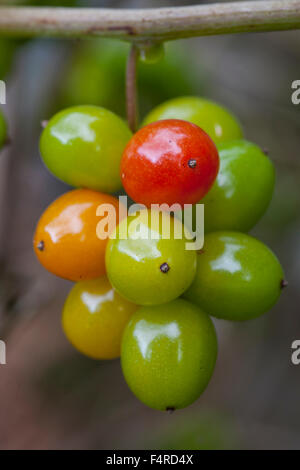 Close up detail of Black Bryony baies, Tamus communis Banque D'Images