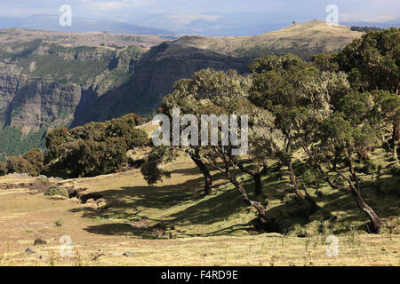 Dans les hauts plateaux de l'Abyssinie, dans les montagnes du Simien, paysage dans le parc national des montagnes du Simien Banque D'Images