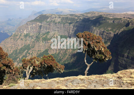 Dans les hauts plateaux de l'Abyssinie, dans les montagnes du Simien, Paysage dans le parc national des montagnes du Simien, Heather, Erica Arb Banque D'Images