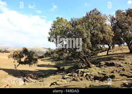 Dans les hauts plateaux de l'Abyssinie, dans les montagnes du Simien, Paysage dans le parc national des montagnes du Simien, Heather, Erica Arb Banque D'Images