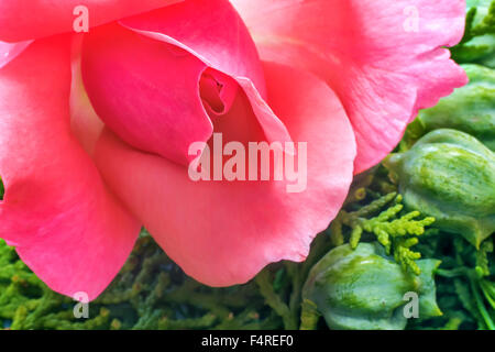 Rose lumineux fleurs délicates roses hybrides de thé sur fond de branches vertes. Gros plan présente. Banque D'Images