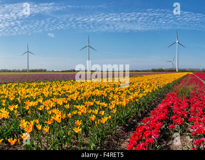 Pays Bas, Hollande, Europe, paysage, fleurs, printemps, champ de l'ampoule, rouge, jaune, tulipes, moulin à vent, l'énergie, l'autre, le vent t Banque D'Images