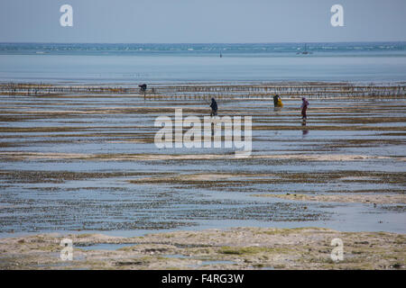 L'Afrique, bas, bas, de la marée, de l'océan Indien, littoral, paysage, paysage, mer, personne, personnes, voyage, Zanzibar, plage, mer, Tanzan Banque D'Images