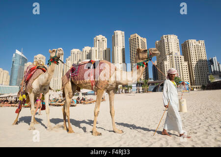 Les chameaux touristiques on beach at JBR Jumeirah Beach Residences dans la Marina de Dubaï Émirats Arabes Unis Banque D'Images