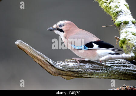 Allemagne, Jay, Garrulus glandarius, oiseaux chanteurs, oiseaux, passereaux, oiseaux, oiseaux forestiers, Allemagne Banque D'Images