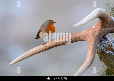 Allemagne, moucherolle vert, robin, redbreasts, Songbird, oiseaux chanteurs, oiseaux, passereaux, oiseaux, Allemagne Banque D'Images