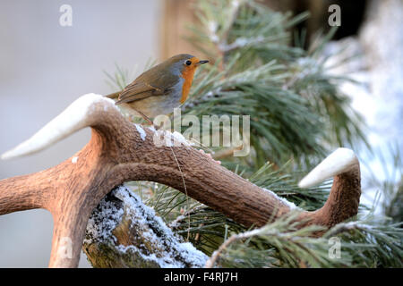 Allemagne, moucherolle vert, robin, redbreasts, Songbird, oiseaux chanteurs, oiseaux, passereaux, oiseaux, Allemagne Banque D'Images