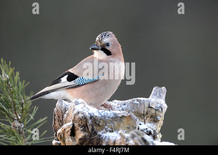 Allemagne, Jay, Garrulus glandarius, oiseaux chanteurs, oiseaux, passereaux, oiseaux, oiseaux forestiers, Allemagne Banque D'Images