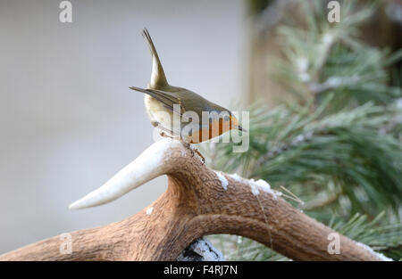 Allemagne, moucherolle vert, robin, redbreasts, Songbird, oiseaux chanteurs, oiseaux, passereaux, oiseaux, Allemagne Banque D'Images