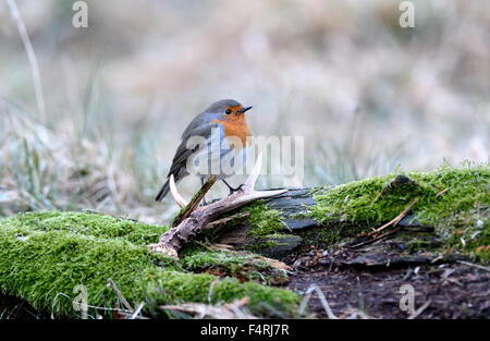 Allemagne, moucherolle vert, robin, redbreasts, Songbird, oiseaux chanteurs, oiseaux, passereaux, oiseaux, Allemagne Banque D'Images