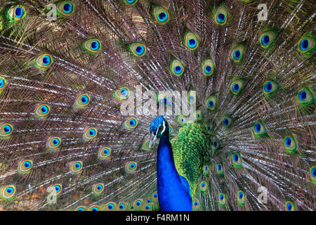 Un beau mâle peacock montrant ses plumes colorées Banque D'Images