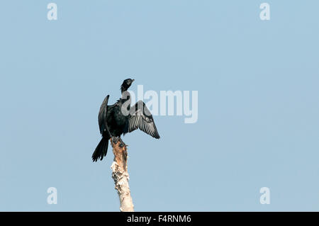 Peu d'aigrettes, Thailande, Asie, cormoran, oiseau, palmiped, phalacrocorax niger Banque D'Images