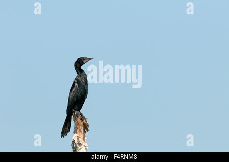 Peu d'aigrettes, Thailande, Asie, cormoran, oiseau, palmiped, phalacrocorax niger Banque D'Images