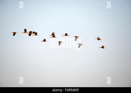 Moindre sifflement, canard, Groupe, battant, Thailande, Asie, oiseau, canard, groupe, dendrocygna javanica, vol, sunrise Banque D'Images