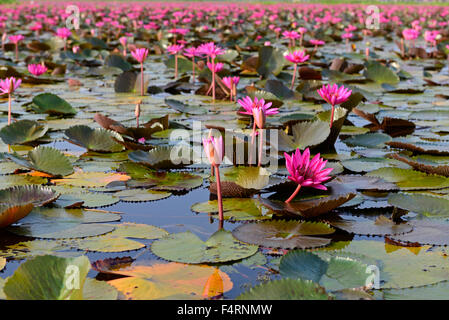 Red Indian Water Lily, nénuphar, ouvert, fleur, Tale Noi, Patthalung, Thailande, Asie, pink water lily, rose, Nymphaea lotus pub Banque D'Images