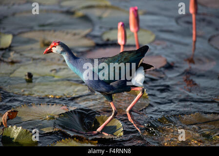 Talève sultane, rose, nénuphars, Thailande, Asie, oiseau, purple gallinule pourpre, foulque, gris, talève sultane porphyrio porph, tête Banque D'Images