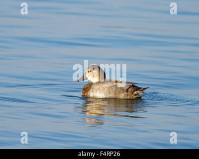 Fuligule milouin (Aythya ferina), femelle dans l'eau, Chiemsee, en Bavière, Allemagne Banque D'Images