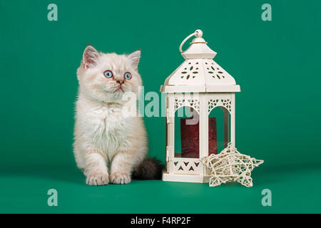 British Shorthair chat avec des décorations de Noël Banque D'Images