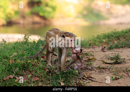 Toque macaque (Macaca sinica), la mère avec les jeunes, avec les jeunes femmes, parc national de Yala, au Sri Lanka Banque D'Images