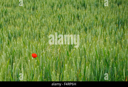 Un coquelicot dans un champ anglais luxuriante nature Campagne Angleterre Grass field Banque D'Images