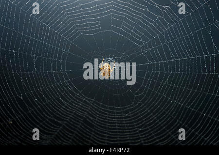 Jardin commun Web Spider Spinning Angleterre Banque D'Images