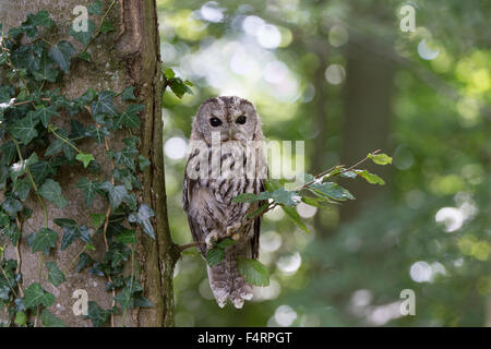 Tawny owl (Strix Aluco enr), captive, Vulkaneifel, Allemagne Banque D'Images