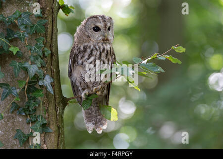 Tawny owl (Strix Aluco enr), captive, Vulkaneifel, Allemagne Banque D'Images