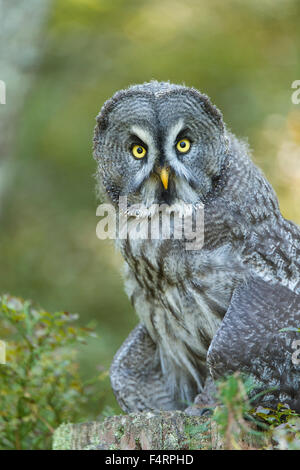 La Chouette lapone (Strix nebulosa), captive, Vulkaneifel, Allemagne Banque D'Images