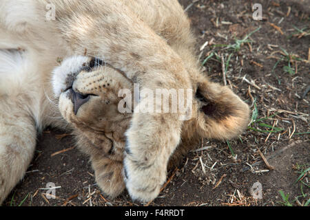 Lion (Panthera leo) cub sur ranch, dormir, captive, Afrique du Sud Banque D'Images