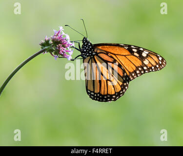 Portrait de profil d'un papillon monarque perché sur une fleur de verveine Banque D'Images