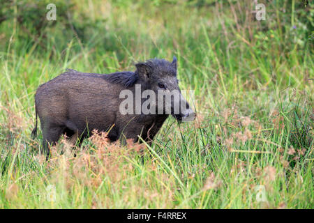 Le sanglier (Sus scrofa affinis), Sri Lanka sanglier, adulte, alerte, parc national de Yala, au Sri Lanka Banque D'Images