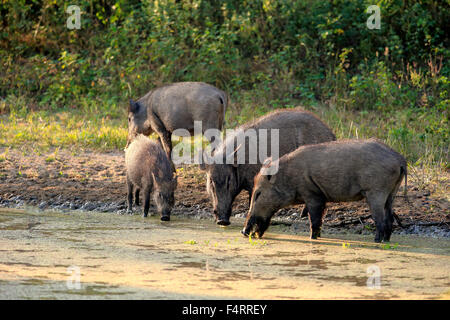 Le sanglier (Sus scrofa affinis), Sri Lanka boar, groupe par l'eau, de boire, de parc national de Yala, au Sri Lanka Banque D'Images
