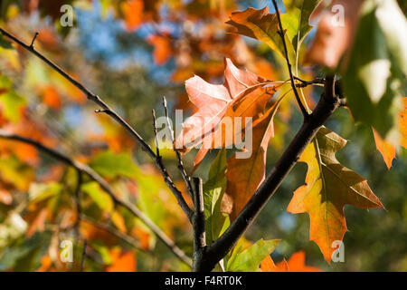 Vert, brun et les feuilles d'une couleur orange, acer tree au début de l'automne, saison d'automne. Banque D'Images