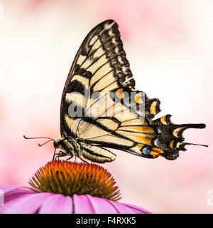 Tiger Swallowtail sur Coneflower Banque D'Images