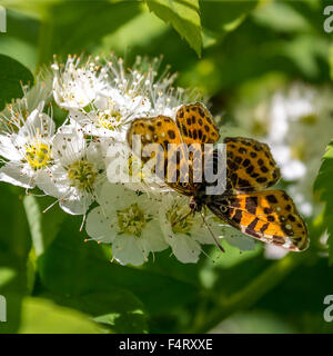 Fleurs papillon sur Brenthis Physocarpus Banque D'Images