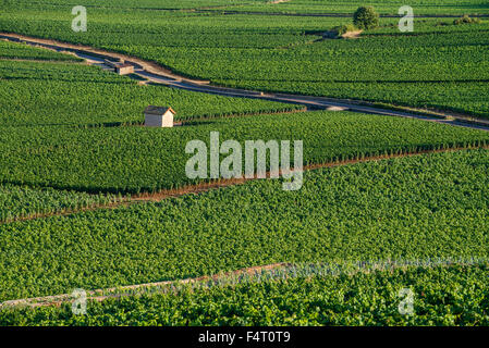 Vignoble, Savigny Les Beaune, Côte d'Or, Bourgogne, France, Europe Banque D'Images