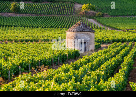 Vignoble, Savigny Les Beaune, Côte d'Or, Bourgogne, France, Europe Banque D'Images