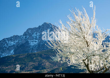 D'arbres fruitiers en fleurs dans la colère avec le Hochstaufen dans l'arrière-plan Banque D'Images