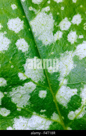 Pulmonaria officinalis 'Sissinghurst White' (herbe) Close-up of mid-feuille verte avec des taches blanches. Somerset UK. Banque D'Images