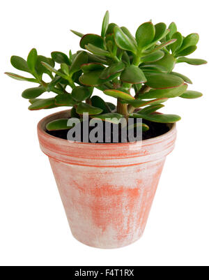 L'argent (Crassula plante) en pot en terre cuite contre fond blanc Banque D'Images