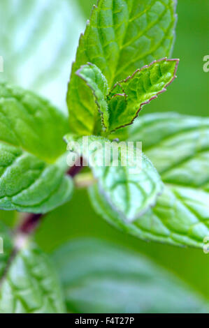 Menthe verte (Mentha spicata) herbe culinaire gros plan des feuilles aromatiques en mai Somerset Royaume-Uni Banque D'Images