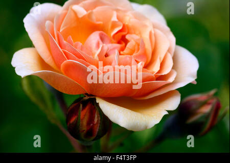Rosa AUSbap 'Sweet Juliet' Rose anglaise, arbuste gros plan de la fleur à double collerette August Gloucestershire UK Banque D'Images