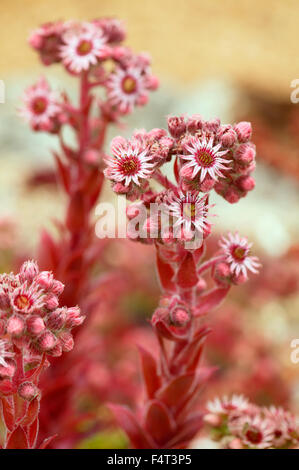 Sempervivum (Houseleek) gros plan de fleurs roses en été Oxfordshire UK Banque D'Images