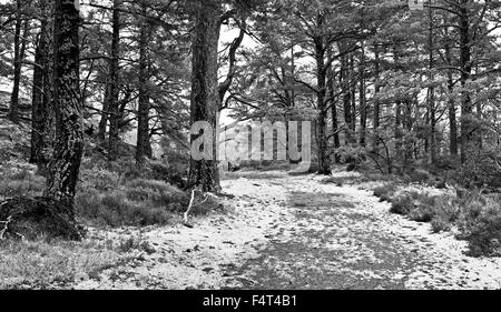 La voie à travers d'anciennes forêts de pins calédoniens sur le domaine de Rothiemurchus près d'Aviemore, hiver, Cairngorms, Highlands écossais Banque D'Images