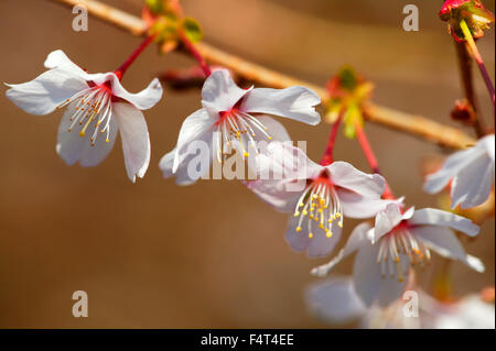 Prunus x Hillieri gros plan de fleurs de cerisier rose Banque D'Images